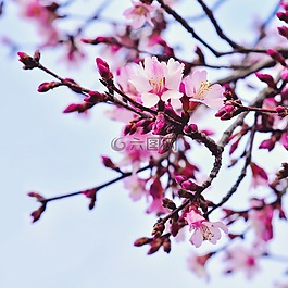 樱桃,花,枝杈