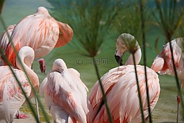 鴕鳥,鳥,性質(zhì)