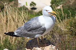 海鷗,鳥(niǎo),ave