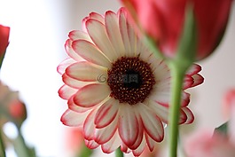 花,非洲菊,重點(diǎn)