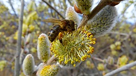 昆蟲,蜜蜂,牧草