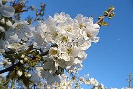 鮮花,性質(zhì),花園