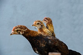 鸡,矮脚鸡,年轻的动物