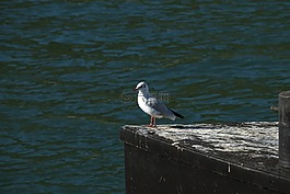 鷗,鳥,飛
