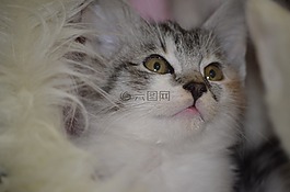 貓,小貓的寵物,嬰兒