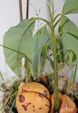 農業,鱷梨pip,水果樹