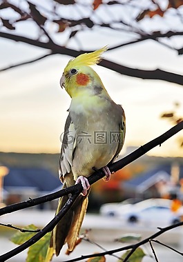 鳥,野生動物,動物