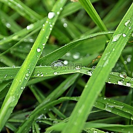 滴,雨,草