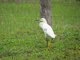 鳥,帕吉,動物世界
