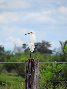 鳥,小鳥,飛