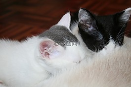 動物,基蒂,哺乳的小貓