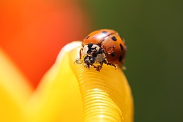 瓢蟲(chóng),花,性質(zhì)