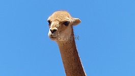 玻利维亚,高原,vicuña