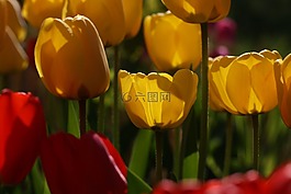 郁金香,花園,春天