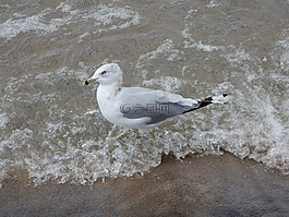 海鷗,波,外形