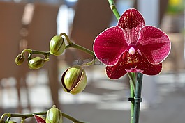 蘭花,花,開(kāi)花