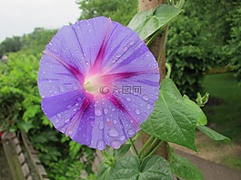 花,開(kāi)花,紫
