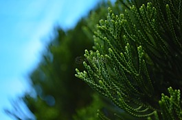 植物,窗體,綠色
