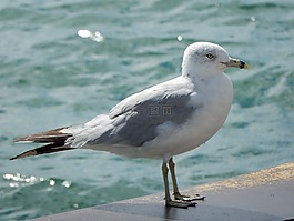 海鷗,水,湖