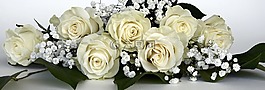 玫瑰,玫瑰花,鮮花