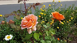 羅莎,花卉,橘子花