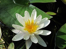 睡莲,池塘,绿色