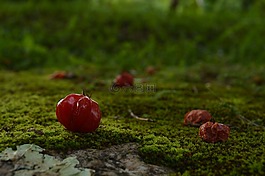 水果,紅色,自然