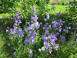 頂針,藍(lán)色,花