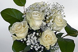 玫瑰,玫瑰花,鮮花
