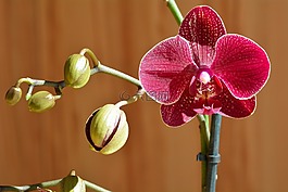蘭花,花,開(kāi)花