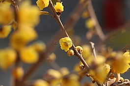 花卉,插圖,小品