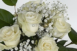 玫瑰,玫瑰花,鮮花