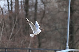 鳥,海鷗,飛