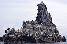 太平洋,海,巖