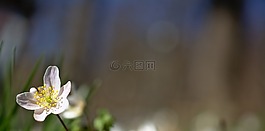 木?？?花卉,春天的花