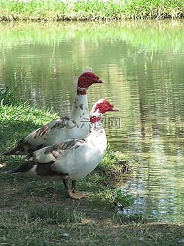 動物,湖,性質