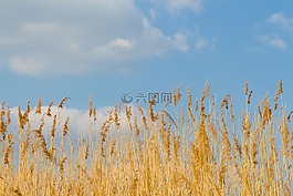 里德,云,天空