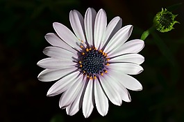 花卉,宏,性質(zhì)