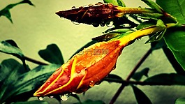 花園,生活,性質(zhì)