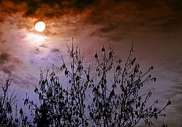 天空,森林,布什