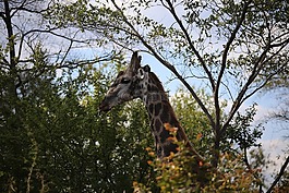 長(zhǎng)頸鹿,維多利亞瀑布國(guó)家公園,游戲驅(qū)動(dòng)器