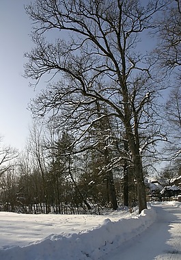 冬天,樹(shù)木,雪