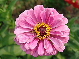 花卉,紫色,花園