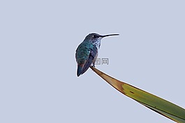 蜂鳥,鳥類,雨燕