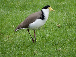 寶,鳥,野生鳥類