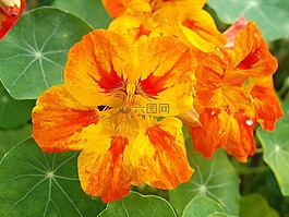 花卉,黃色紅色,花園