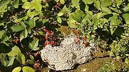 黑莓手機(jī),貝里,灌木