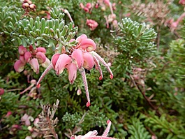 植物,本機(jī),澳大利亞