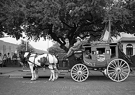 公共馬車(chē),馬匹,西方