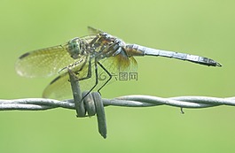 蜻蜓,昆蟲(chóng),甲蟲(chóng)，昆蟲(chóng)